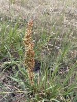 Western dock_Rumex occidentalis.jpg